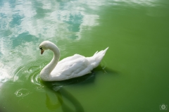 Beautiful White Swan Background - High-quality free Photo from FreeArtBackgrounds.com