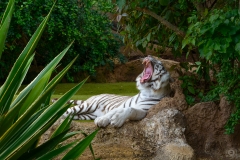 Bengal Tiger Yawning Background - High-quality free Photo from FreeArtBackgrounds.com