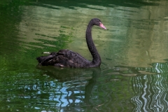 Black Swan Background - High-quality free Photo from FreeArtBackgrounds.com