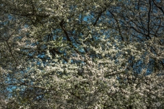 Blossoming Spring Tree Background - High-quality free Photo from FreeArtBackgrounds.com
