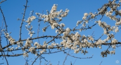 Blossoms Blue Background