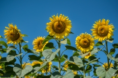 Blue Background with Sunflowers  - High-quality free Photo from FreeArtBackgrounds.com