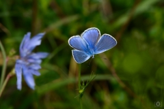 
Blue Butterfly Background