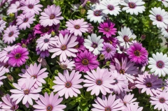 Blue Eyed Pink and White Daisies Background - High-quality free Photo from FreeArtBackgrounds.com