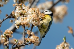 Blue Tit Perched In A White Blooming Tree Background - High-quality free Photo from FreeArtBackgrounds.com