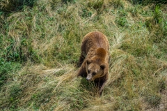 Brown Bear in the Grass Background - High-quality free Photo from FreeArtBackgrounds.com