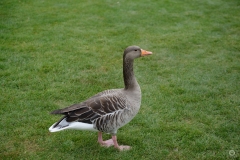 
Brown Goose in the Grass Background