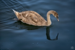 Brown Swan in Lake Background  - High-quality free Photo from FreeArtBackgrounds.com