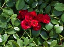 Bush with Red Roses Background - High-quality free Photo from FreeArtBackgrounds.com