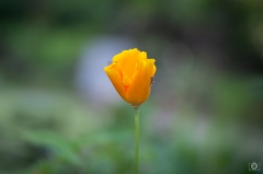 California Poppy with Spider Background  - High-quality free Photo from FreeArtBackgrounds.com