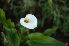 Calla Lily Background - High-quality free Photo from FreeArtBackgrounds.com