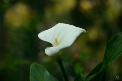 Calla Lily Background