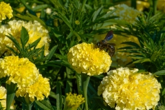 Carpenter Bee on Yellow Flower Background - High-quality free Photo from FreeArtBackgrounds.com