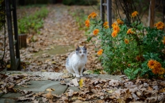 
Cat in Autumn Landscape Background