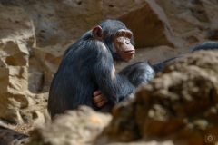 Chimpanzee Background - High-quality free Photo from FreeArtBackgrounds.com