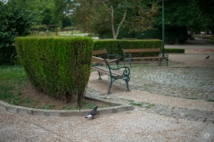 
City Park Background