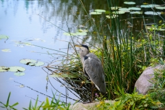 Common Heron Bird Background - High-quality free Photo from FreeArtBackgrounds.com