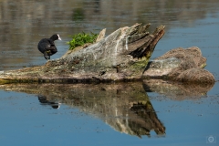 
Coot Standing on a Log in Lake Background