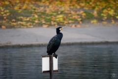 
Cormorant Perched on Board in Lake Background