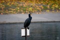 Cormorant Perched on Board in Lake Background - High-quality free Photo from FreeArtBackgrounds.com