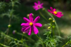 Cosmos Flower Background - High-quality free Photo from FreeArtBackgrounds.com