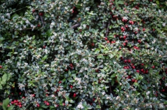 Cotoneaster Dammeri the Bearberry Cotoneaster Background - High-quality free Photo from FreeArtBackgrounds.com
