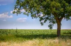 Countryside Fields and Green Tree Background - High-quality free Photo from FreeArtBackgrounds.com