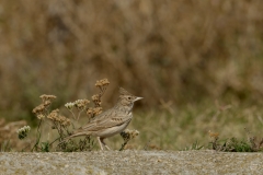 Crested Lark Bird Background - High-quality free Photo from FreeArtBackgrounds.com