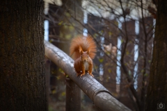 
Cute Brown Squirrel Background