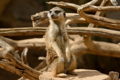 Cute Meerkat Background - High-quality free Photo from FreeArtBackgrounds.com