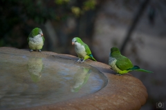 Cute Quaker Parrots Background