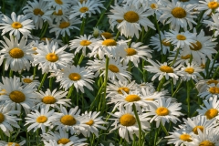 Daisies Background - High-quality free Photo from FreeArtBackgrounds.com