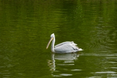 Dalmatian Pelican Background  - High-quality free Photo from FreeArtBackgrounds.com