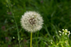 Dandelion Background  - High-quality free Photo from FreeArtBackgrounds.com