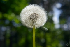 Dandelion Background  - High-quality free Photo from FreeArtBackgrounds.com
