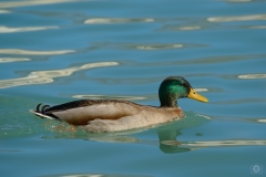 Duck Background - High-quality free Photo from FreeArtBackgrounds.com
