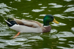 Duck Background - High-quality free Photo from FreeArtBackgrounds.com