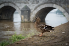 Duck Perched Near the River Background