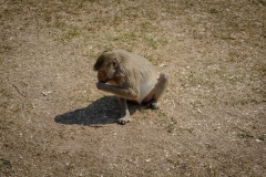 Eating Monkey Background  - High-quality free Photo from FreeArtBackgrounds.com