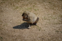 
Eating Monkey Background