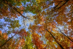 Fall Trees Background - High-quality free Photo from FreeArtBackgrounds.com