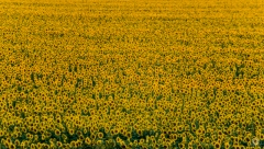 Field Of Sunflowers Background - High-quality free Photo from FreeArtBackgrounds.com