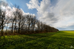 
Field Trees Landscape Background