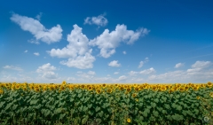 Field with Sunflowers Background - High-quality free Photo from FreeArtBackgrounds.com