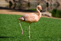 Flamingo Background  - High-quality free Photo from FreeArtBackgrounds.com