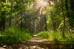 Forest Sunlight Background - High-quality free Photo from FreeArtBackgrounds.com