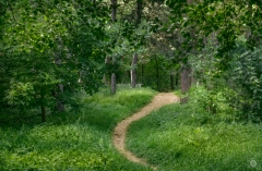 
Forest Trail Background