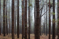 Forest Trees Background