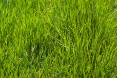 Fresh Grass Texture - High-quality free Photo from FreeArtBackgrounds.com