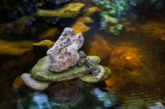 
Frog Love Background